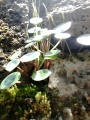 Peperomia