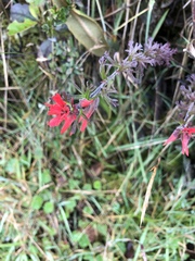 Castilleja fissifolia