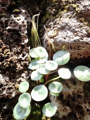 Peperomia