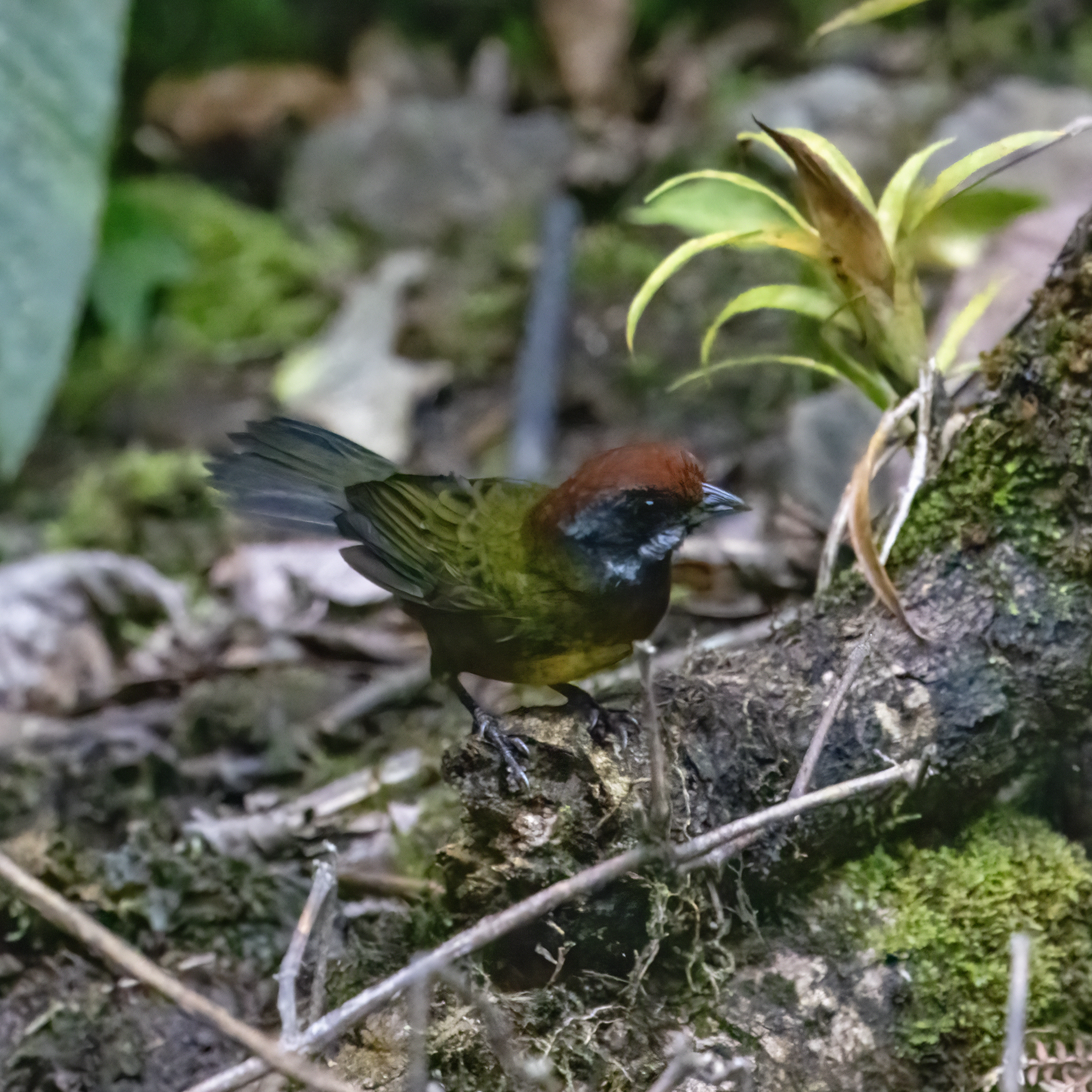 Sooty-faced Finch (Arremon crassirostris), photo 4