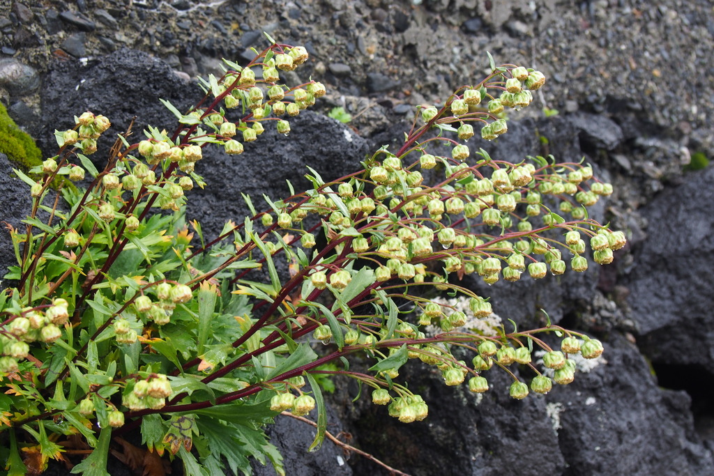 Artemisia pedunculosa