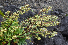 Artemisia pedunculosa