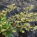 Artemisia pedunculosa - Photo (c) harum.koh, some rights reserved (CC BY-SA), uploaded by harum.koh