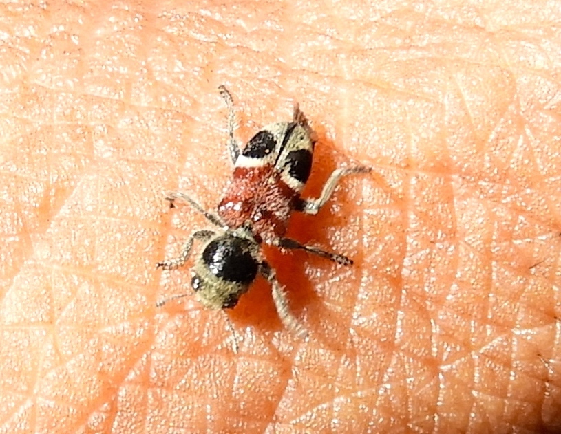 Enoclerus opifex