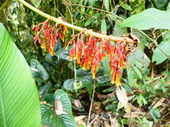 Palicourea sodiroi