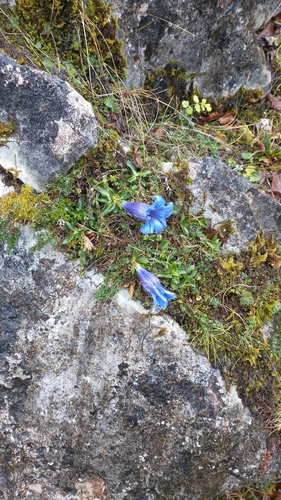 Image of Pyrenean Trumpet Gentian (Gentiana occidentalis) by (c) Gijs Romijn, some rights reserved (CC BY)