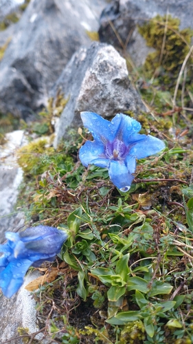 Image of Gentiana occidentalis by (c) Gijs Romijn, some rights reserved (CC BY)