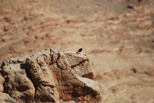 Black Wheatear