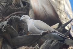 Streptopelia decaocto