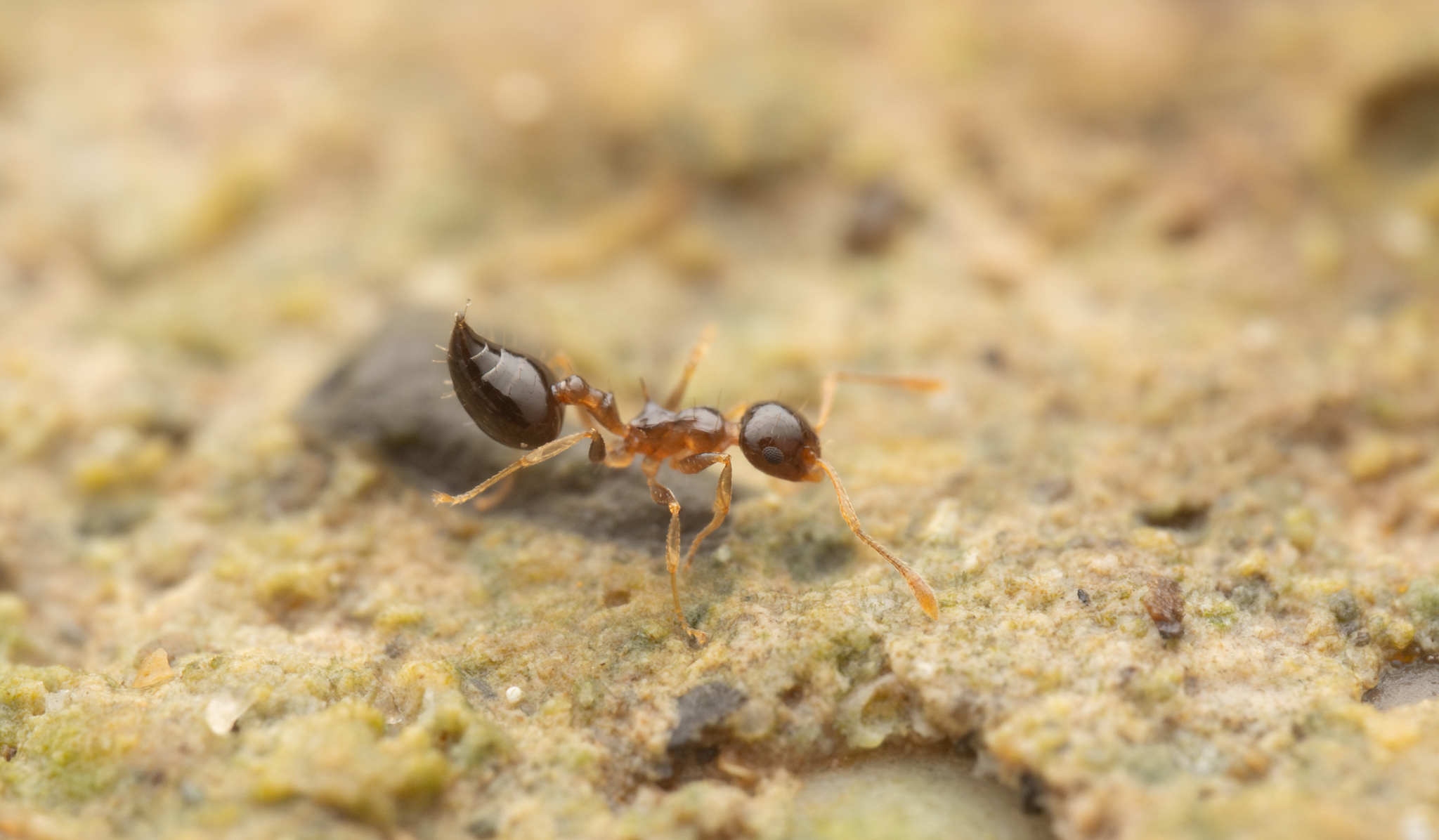 Crematogaster brunensis