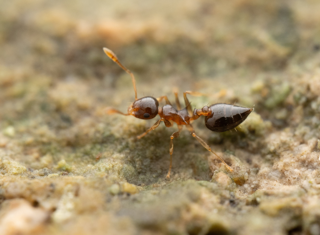 Crematogaster brunensis