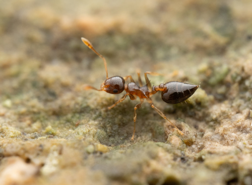 Crematogaster brunensisCrematogaster brunensis