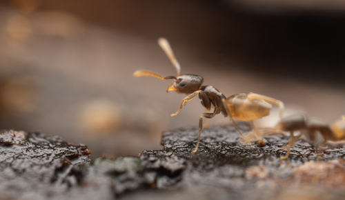 Tapinoma pithecorumTapinoma pithecorum