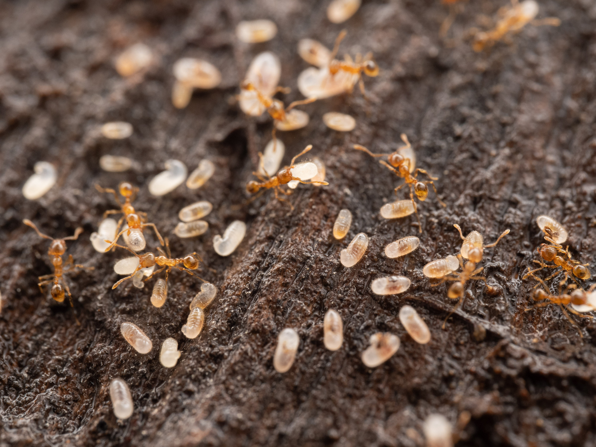 Pheidole butteli