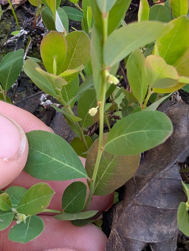 Image of Phyllanthus liebmannianus by (c) Scott Allen Davis, some rights reserved (CC BY)