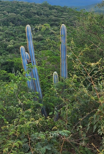 Pilosocereus pachycladus