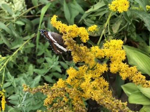 American White Admiral