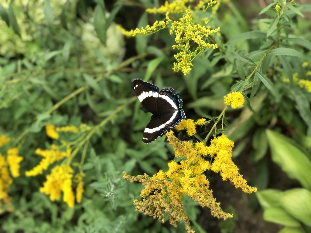 American White Admiral