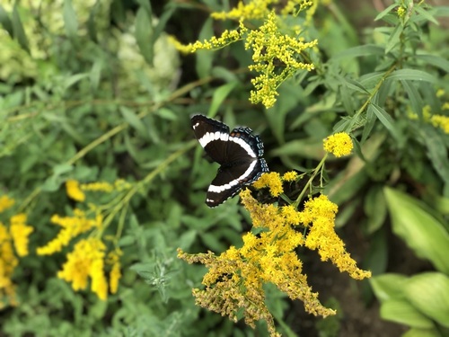 American White Admiral