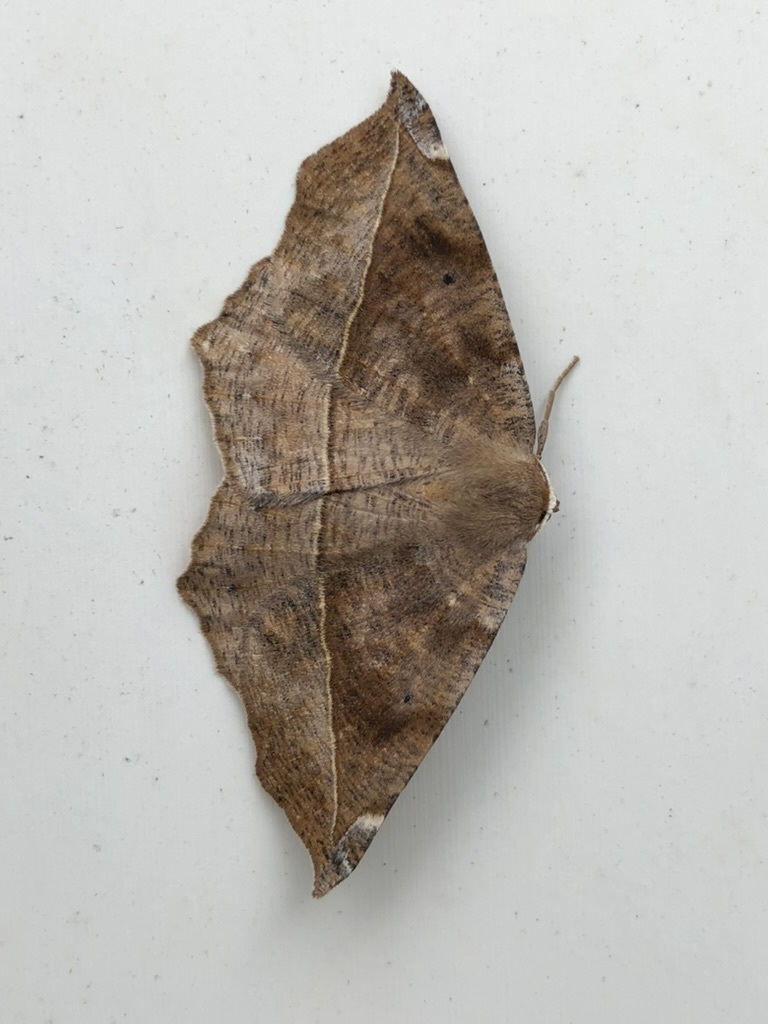 Curved-toothed Geometer Moth