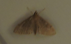 Ostrinia nubilalis