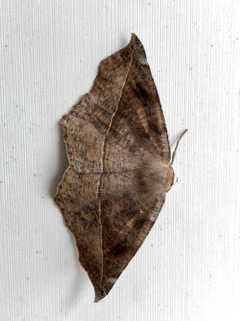 Curved-toothed Geometer Moth