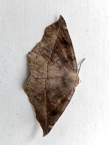 Curved-toothed Geometer Moth