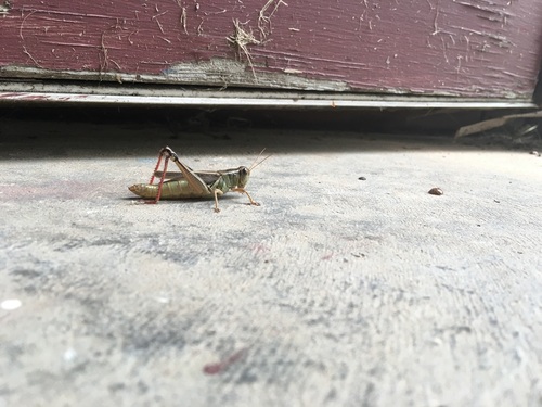 Two-striped Grasshopper