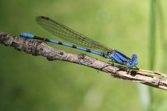 Argia nahuana