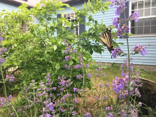 Canadian Tiger Swallowtail