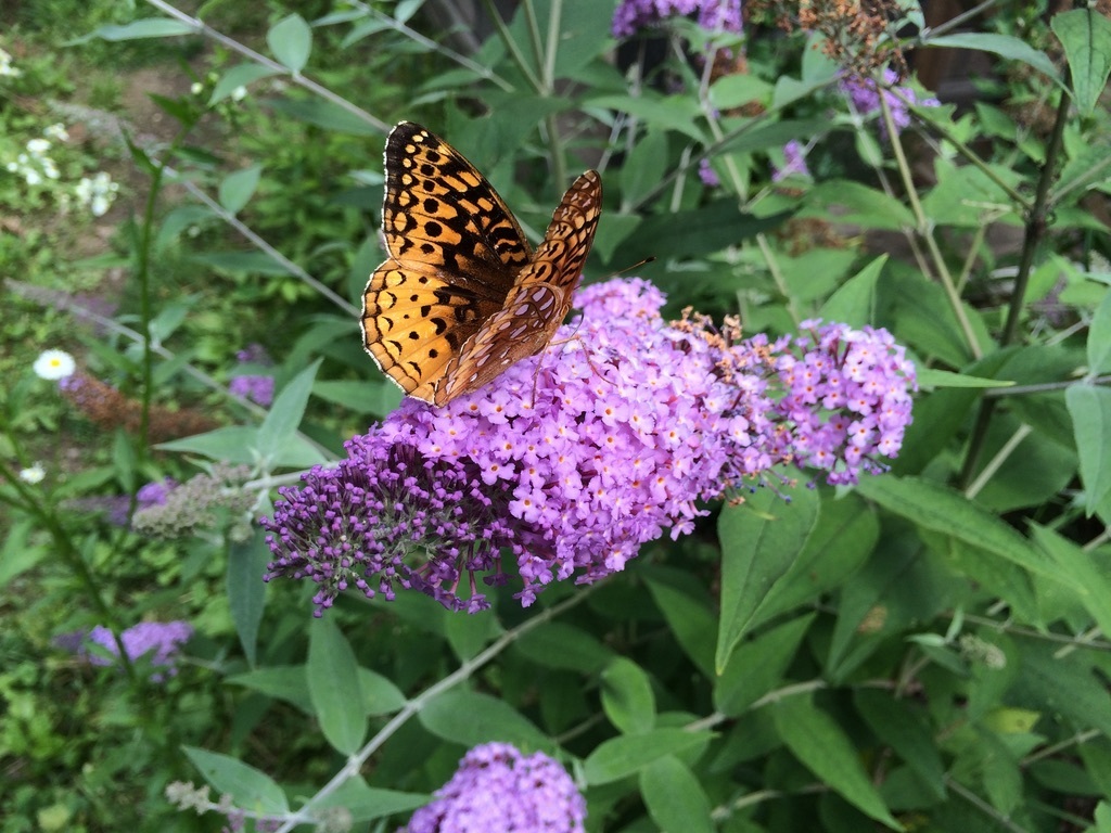 Great Spangled Fritillary