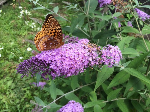 Great Spangled Fritillary