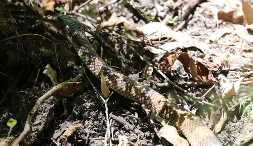 Tiger Snake sighting
