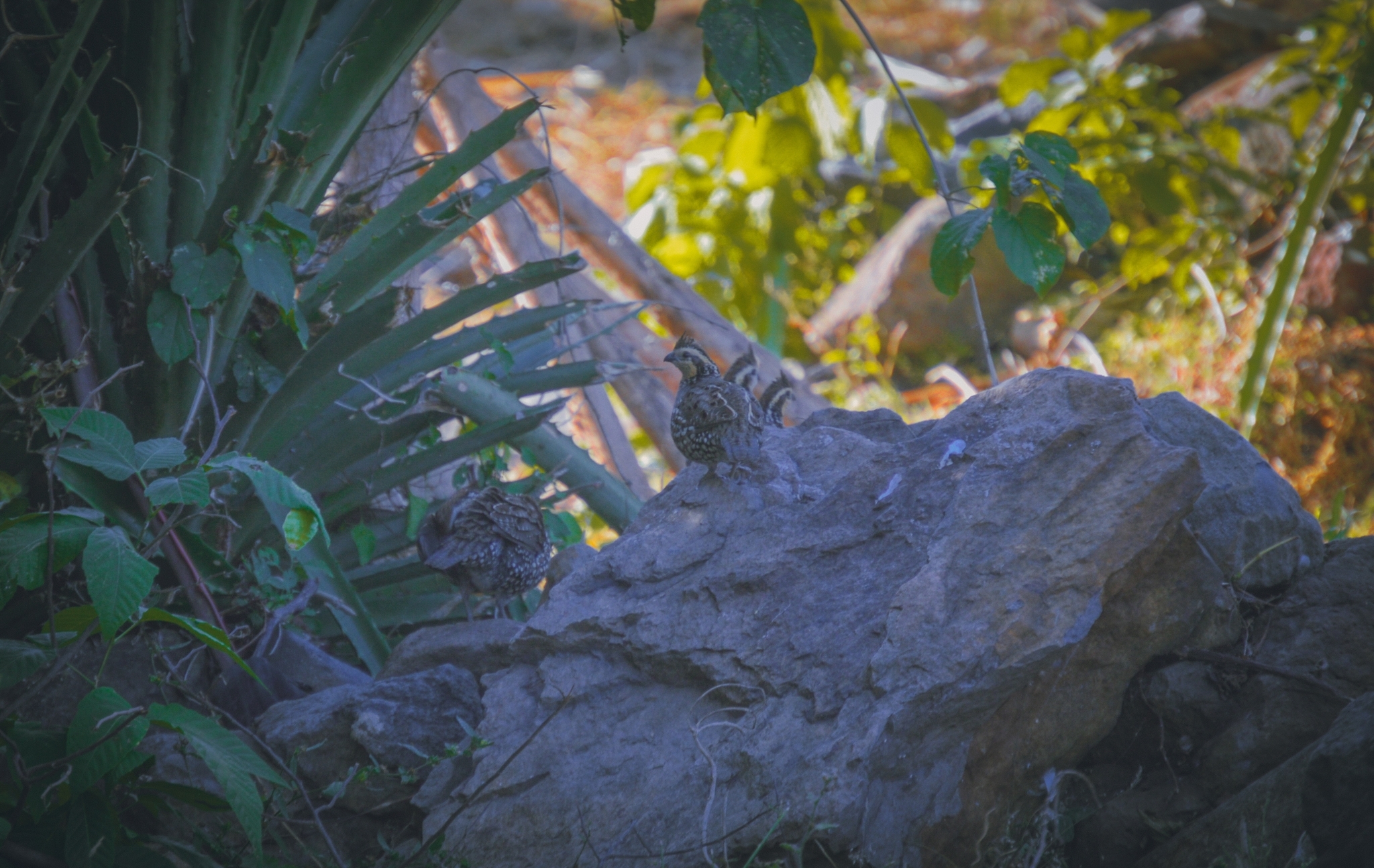 Spot-bellied Bobwhite (Colinus leucopogon), photo 8