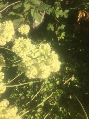 Eriogonum heracleoides