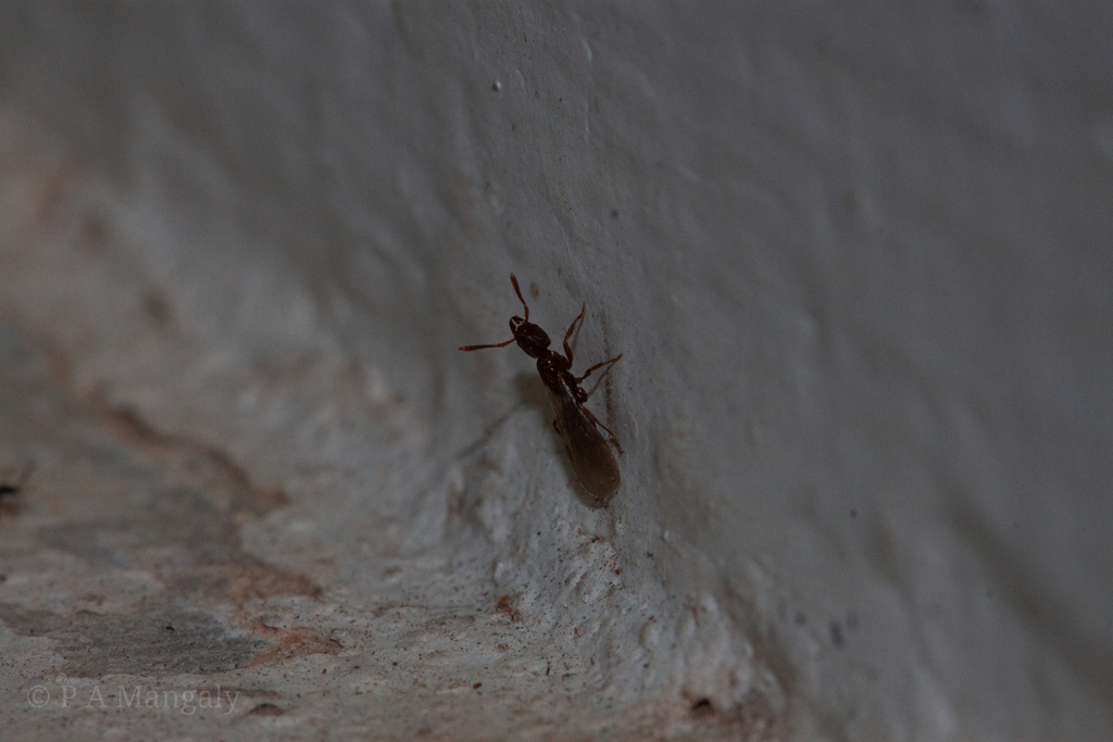 Hypoponera schmidti