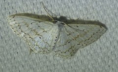 Idaea tacturata