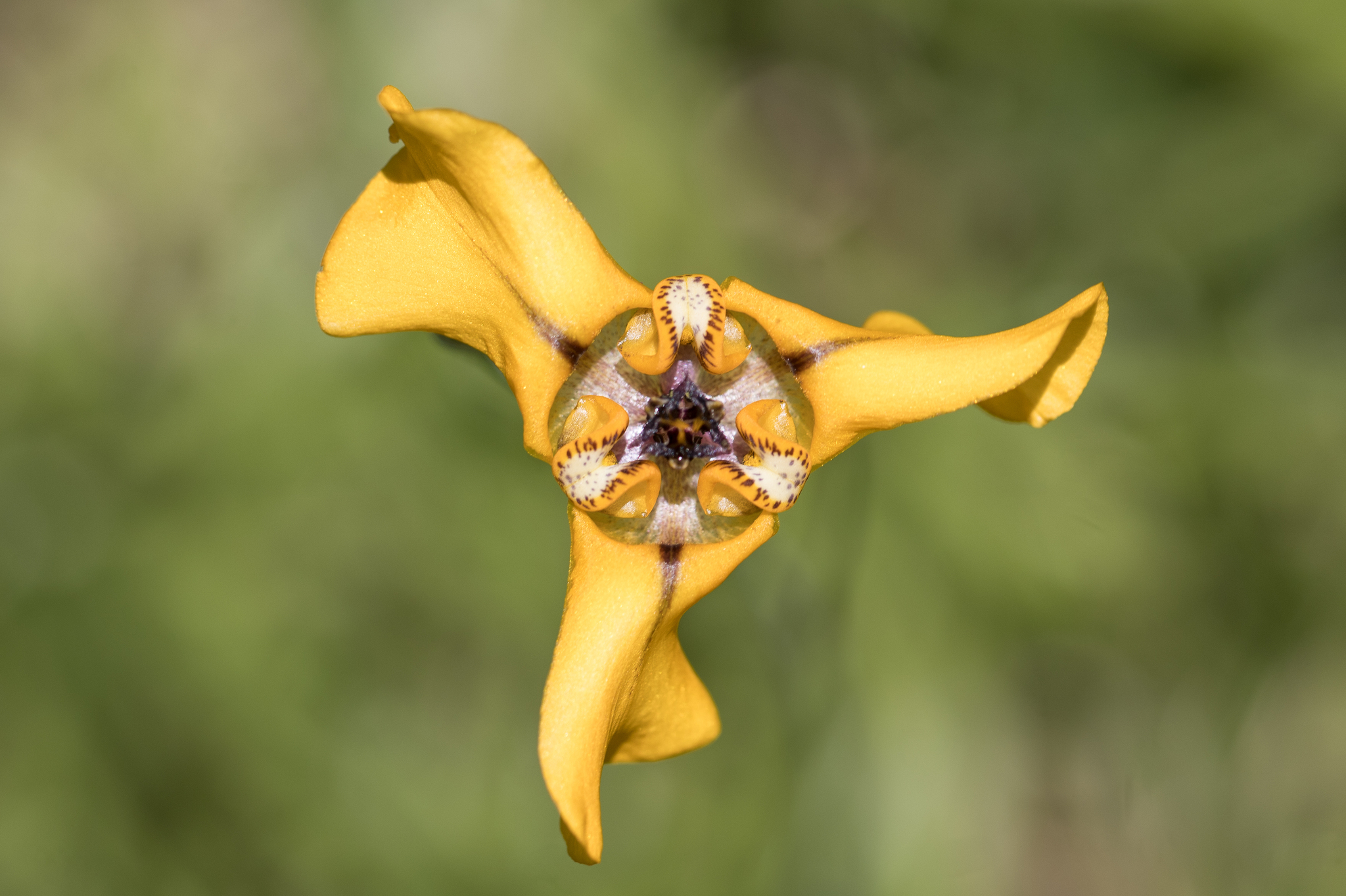 Cypella herbertii