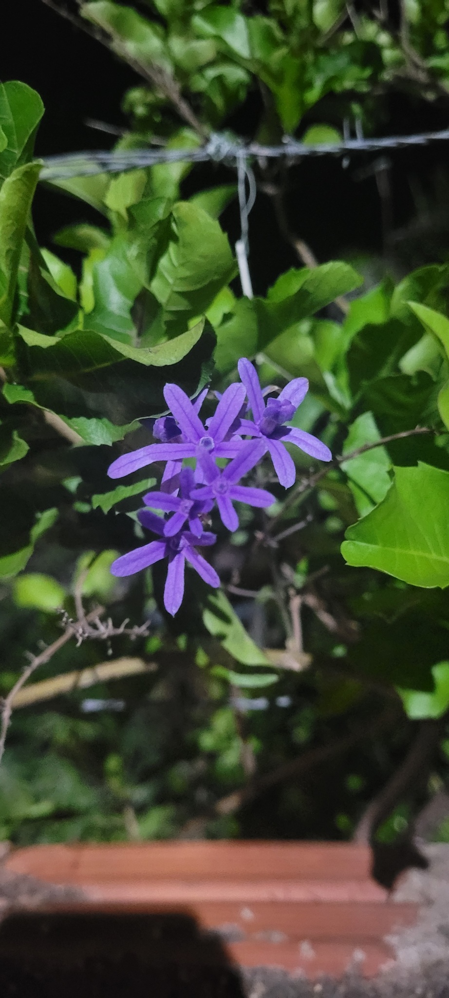 Petrea volubilis
