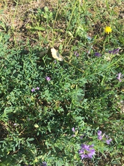 Medicago sativa