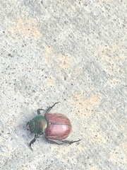 Paracotalpa