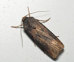 Agrotis ipsilon