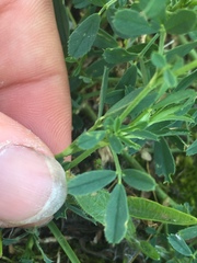 Medicago sativa