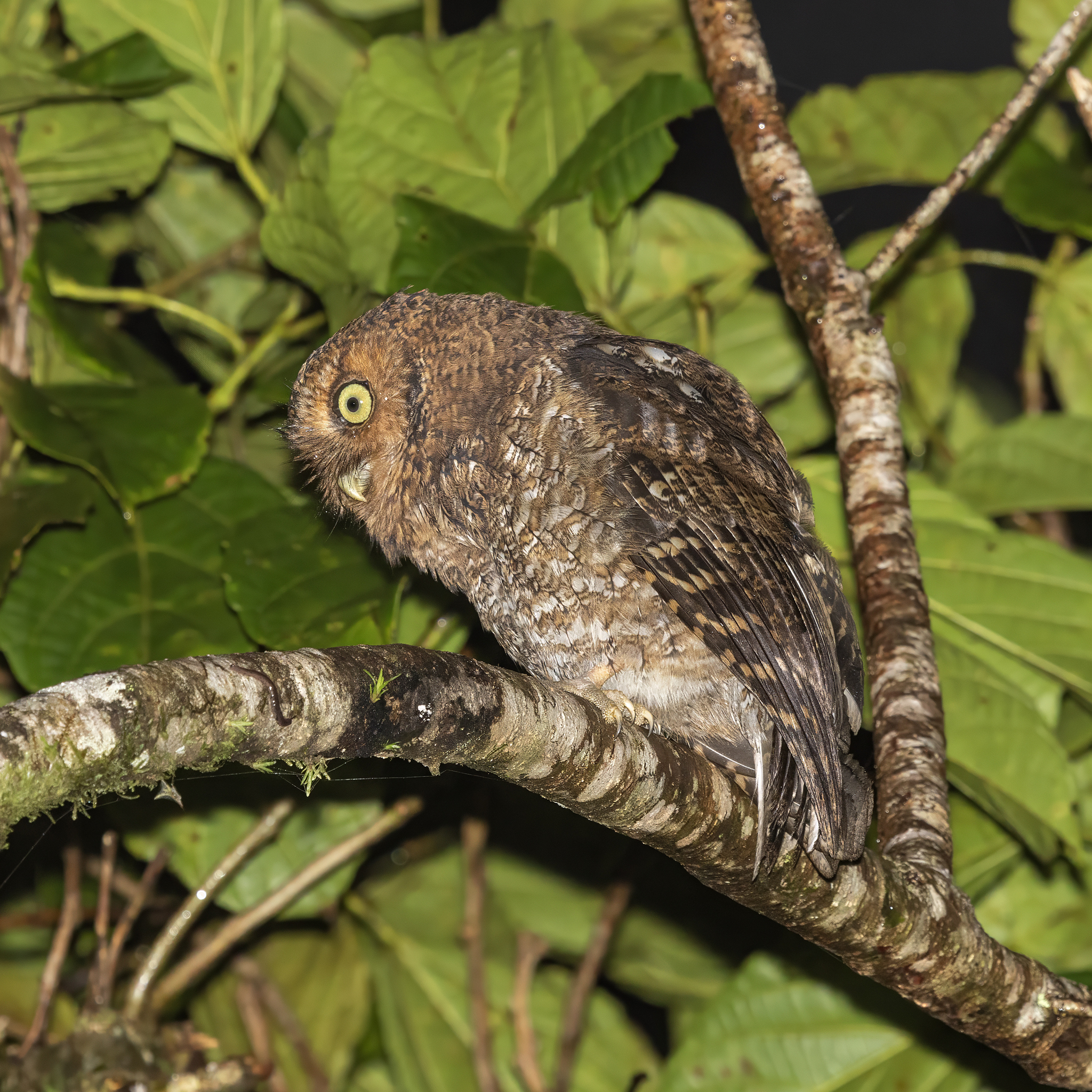 Bare-shanked Screech Owl (Megascops clarkii), photo 7