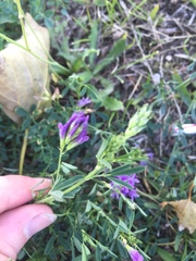 Medicago sativa
