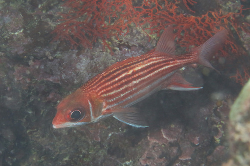 Finelined squirrelfish (Sargocentron microstoma) — Holocentridae — 5