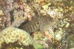 Barred Blenny photo 4