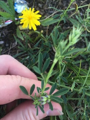 Medicago sativa