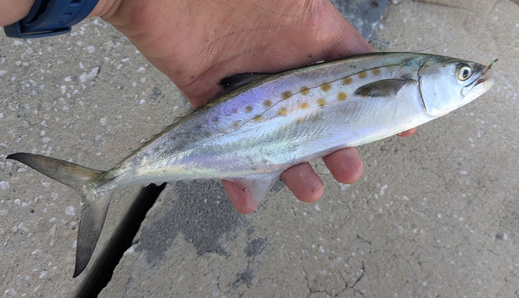 Atlantic Spanish Mackerel