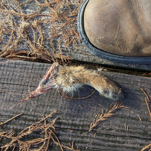 Cottontail Rabbits photographed in Louisiana